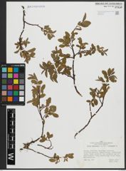 Foto von Salix arbuscula L. x Salix herbacea L.
